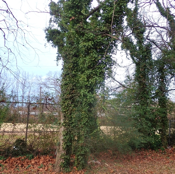 Olympus Stylus Tough TG-4 16-megapixel Waterproof Digital Camera - Picture 12 of 12